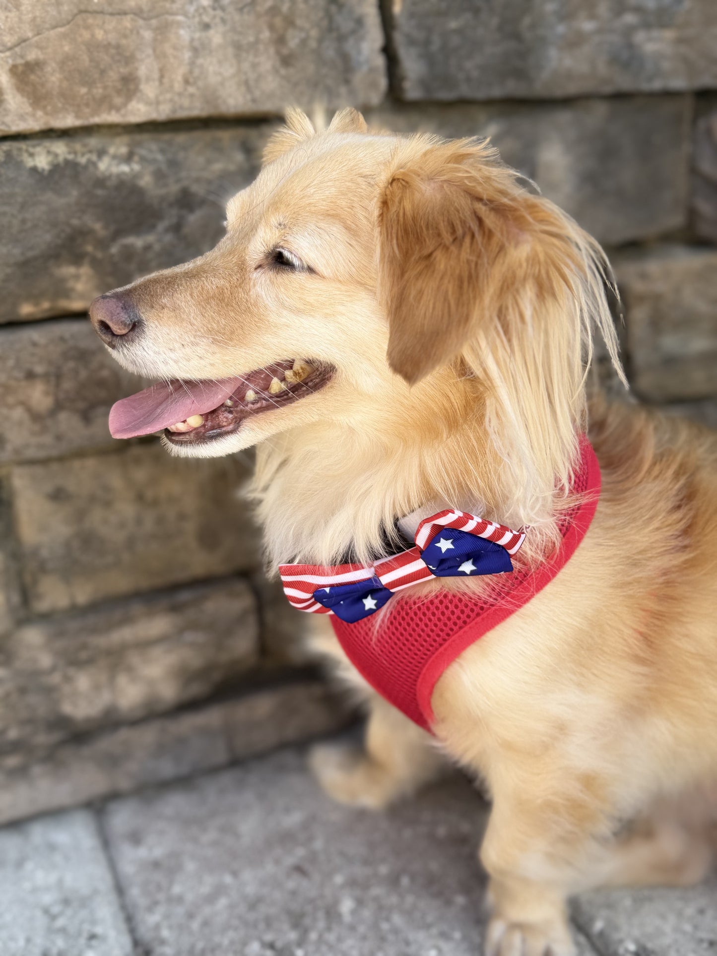 Paws for Freedom dog collar
