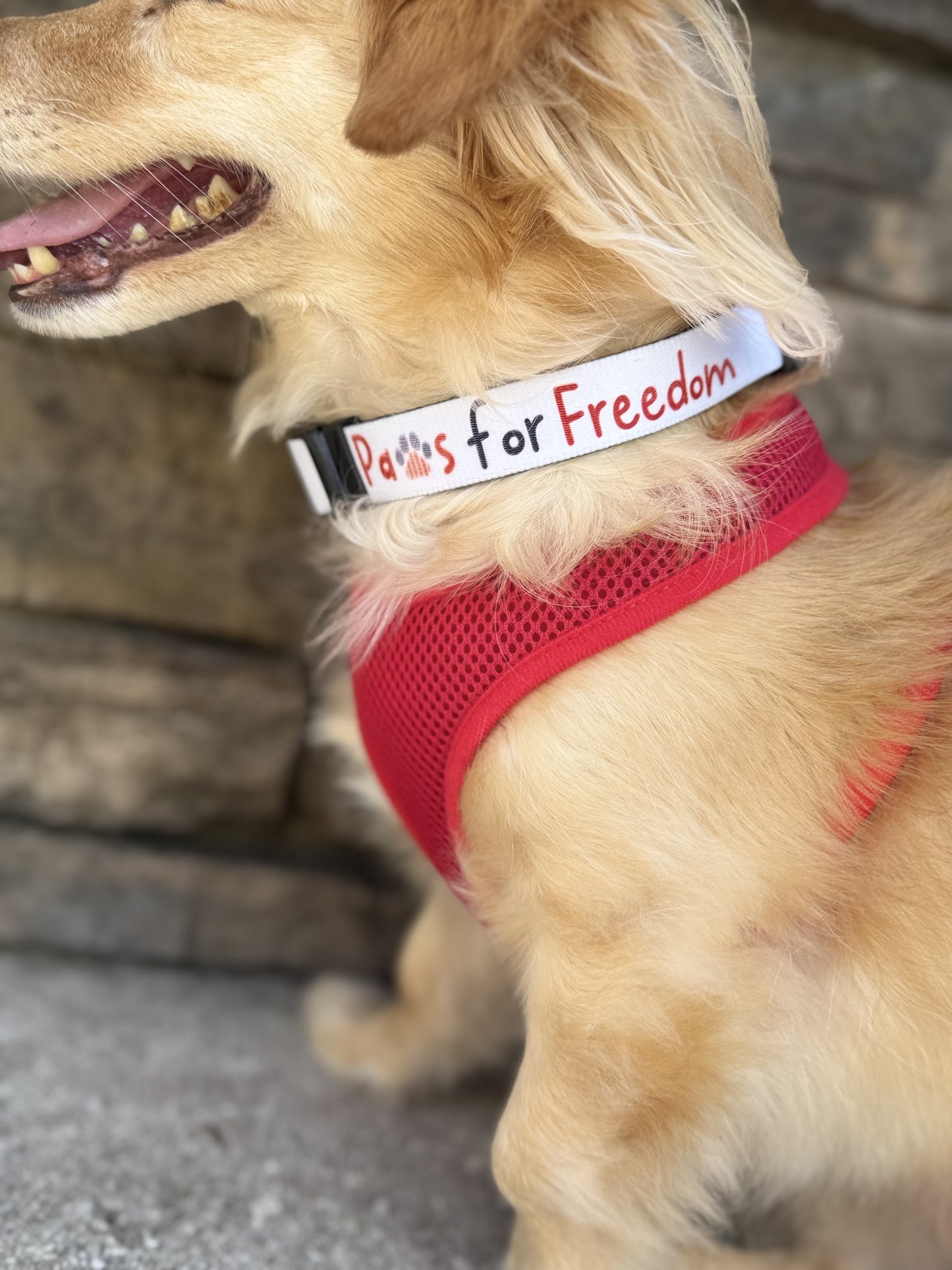 Paws for Freedom dog collar
