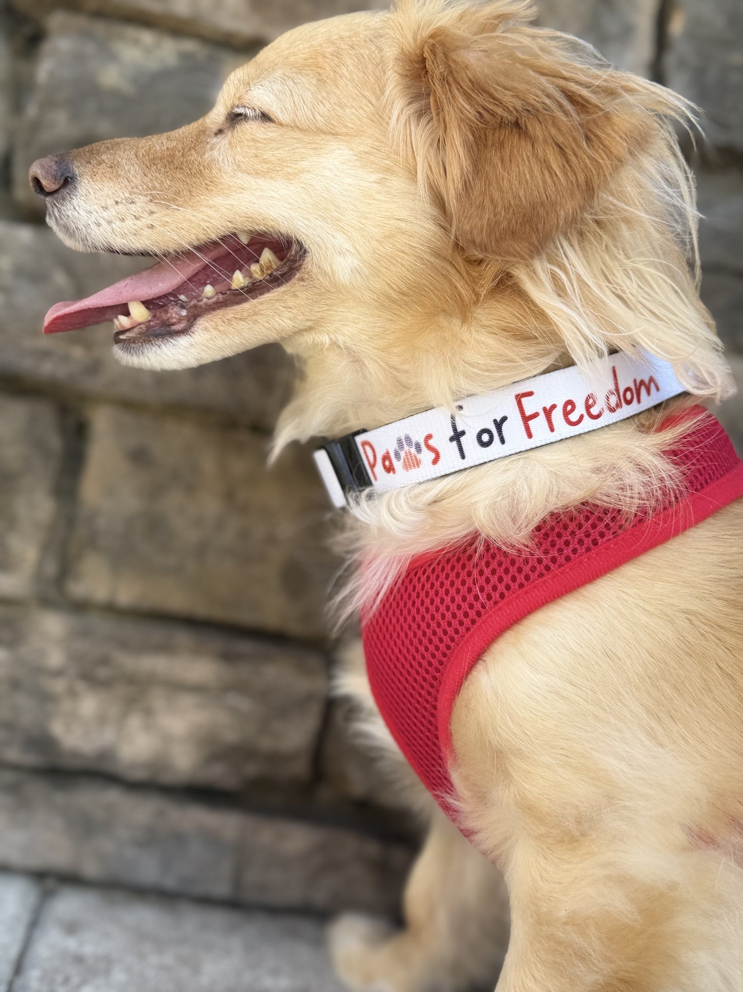 Paws for Freedom dog collar